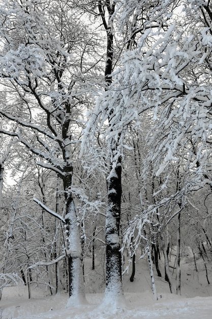 Foto parco invernale notturno a leopoli ucraina