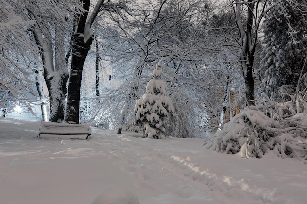 Night winter park in Lviv Ukraine