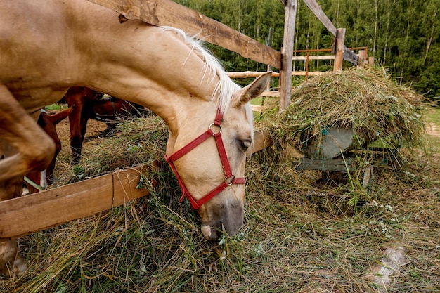 A nightingale horse eats cut grass with its head out of the paddock