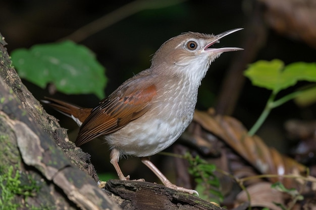 Foto un usignolo che canta la serenata di notte