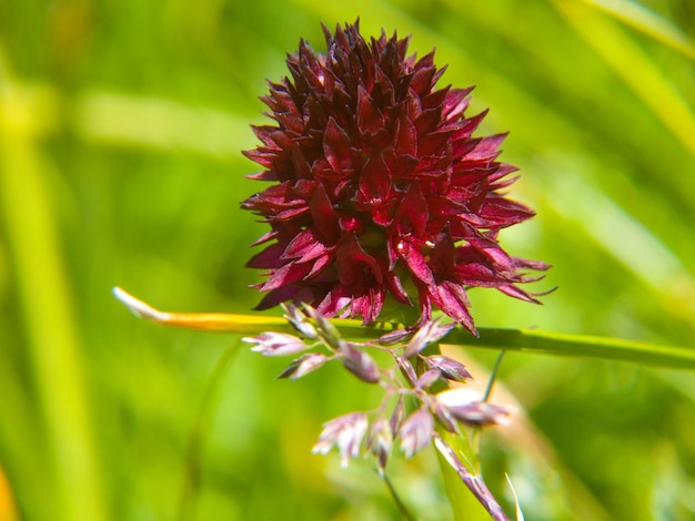 Nigritella nigra