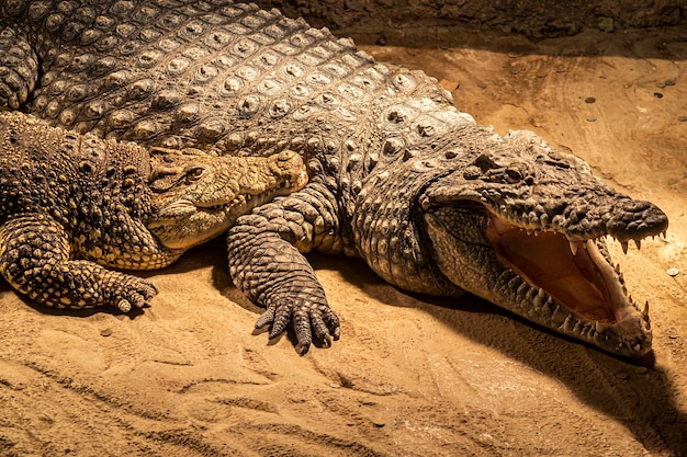 Nijlkrokodil in de dierentuin