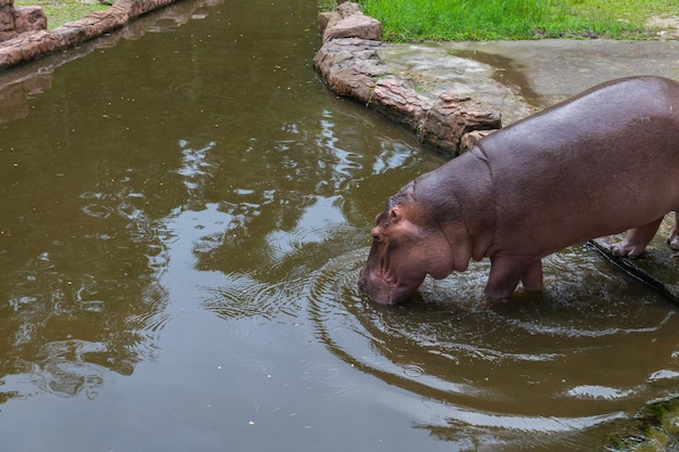 Nijlpaard bij de rivier