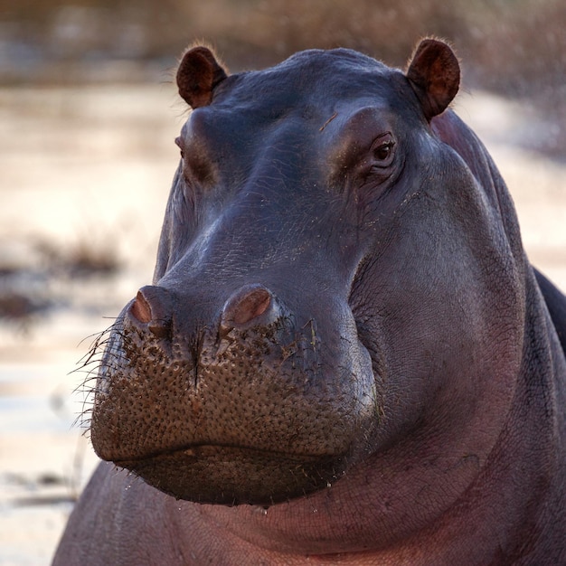 Nijlpaard Botswana Afrika