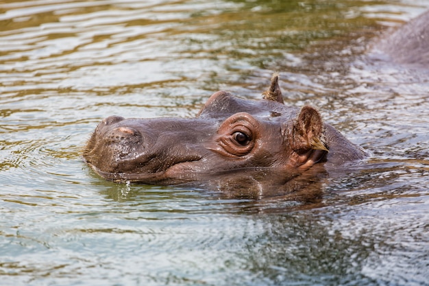 Nijlpaard dat in het water rust