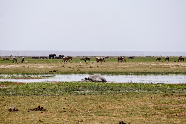 Foto nijlpaard in amboseli national park kenia