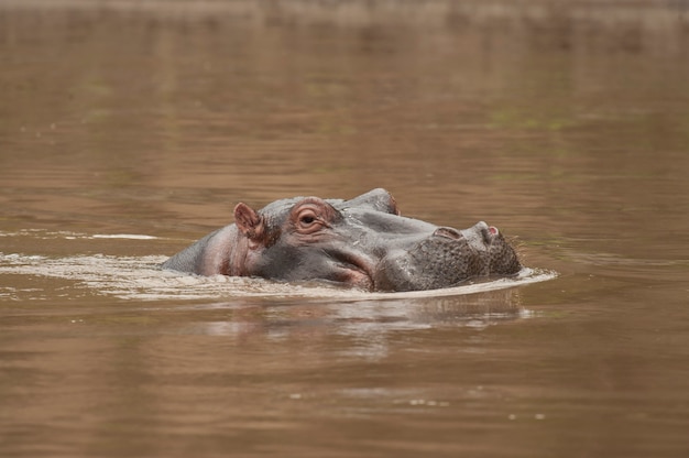 Nijlpaard in de Mara-rivier