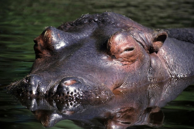 Foto nijlpaard in het water