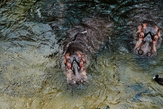 Nijlpaard in het water