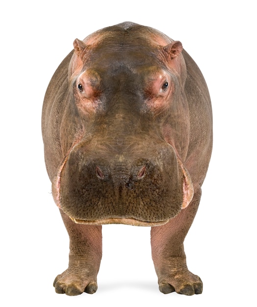 Nijlpaard, nijlpaard amphibius, op een geïsoleerd wit