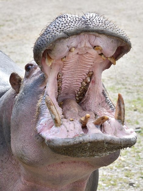 Nijlpaard Nijlpaard amphibius