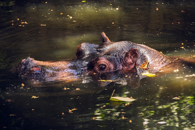 Nijlpaard onder water op zoek