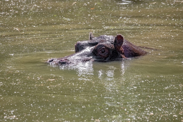 Nijlpaard van de soort Hippopotamus amphibius in het water