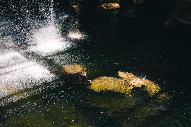 nijlpaarden baden in het zwembad van de dierentuin