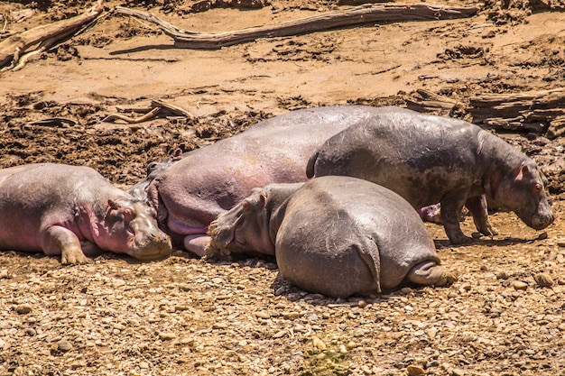 Nijlpaarden in het Masai Mara nationaal park, wilde dieren in de savanne. Kenia, Afrika