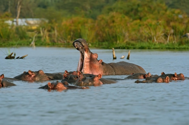 Nijlpaarden in Lake Naivasha National Park Naivasha