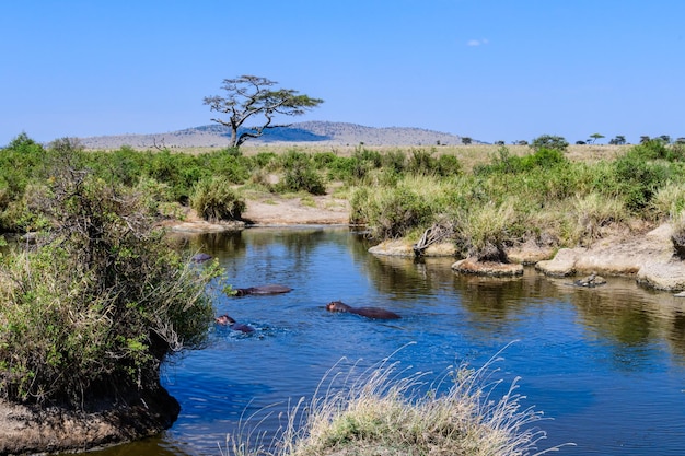 Nijlpaarden nijlpaard amphibius in vijver in het Serengeti nationaal park Tanzania Wildlife foto