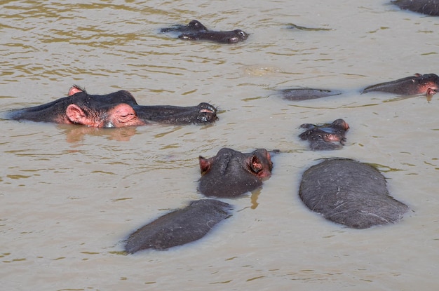 Nijlpaarden zwemmen in de rivier Masai Mara National Park Kenya Africa