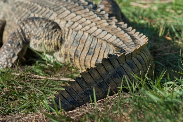 Photo nile cocodrile kruger national park south africa