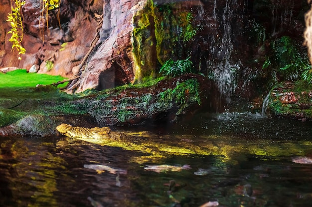 Foto il coccodrillo del nilo uscì dall'acqua.