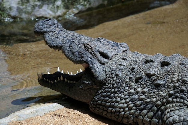 Coccodrillo del nilo (crocodylus niloticus) al bioparc fuengirola