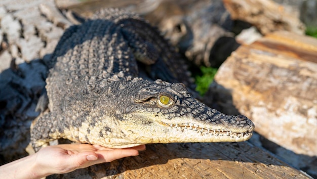 나일 악어(Crocodylus niloticus)는 크고 위험한 육식성 파충류입니다.