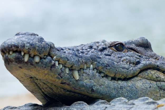 A nile crocodile, Crocodylus niloticus