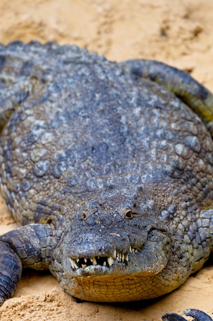 A nile crocodile, Crocodylus niloticus