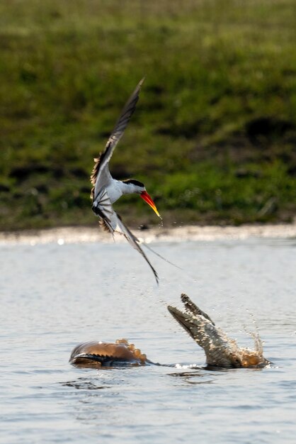 Foto il coccodrillo del nilo cerca di catturare uno skimmer africano