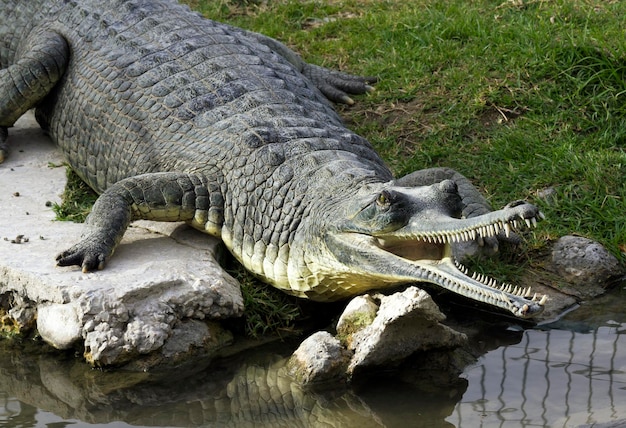 Фото Нильский крокодил с портретом узкой морды