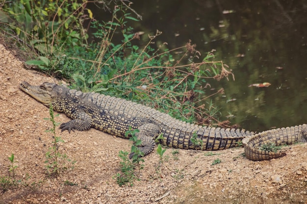 Nile crocodiles sunning on bank of Mara River Masai Mara Game Reserve Kenya