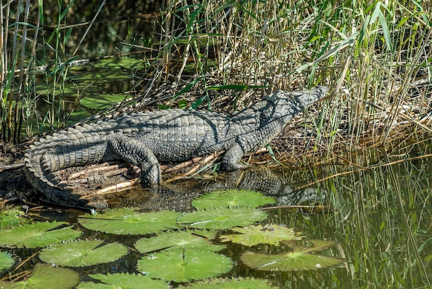 Foto coccodrillo del nilo