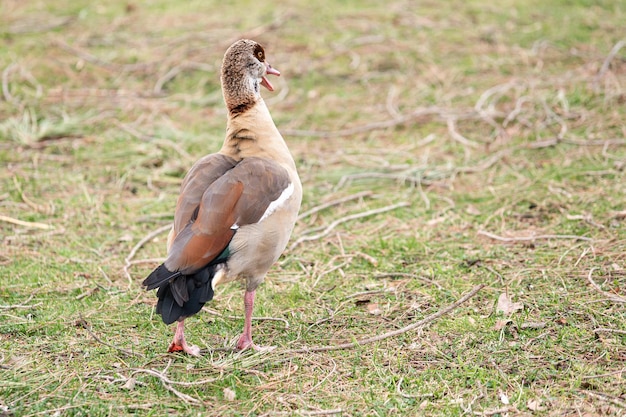 Nile or Egyptian goose walking on its legs through the grass