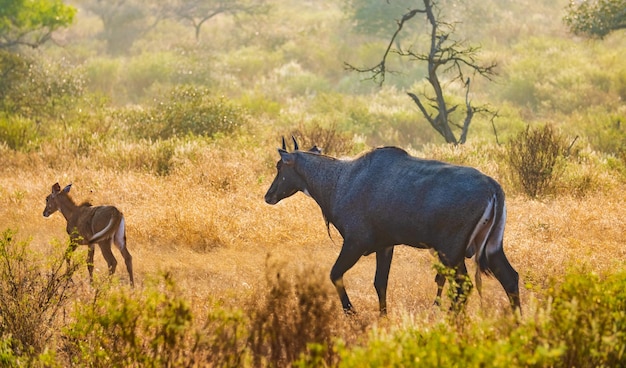 Nilgai 또는 Blue Bull은 가장 큰 아시아 영양이며 인도 아대륙 고유종입니다. Boselaphus 속의 유일한 구성원. 란탐보르 국립공원 사와이 마도푸르 라자스탄 인도