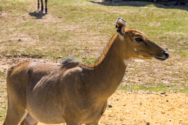 Nilgai of Blue Bull Boselaphus Tragocamelus