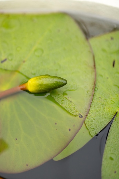 Foto nimf bloem op water