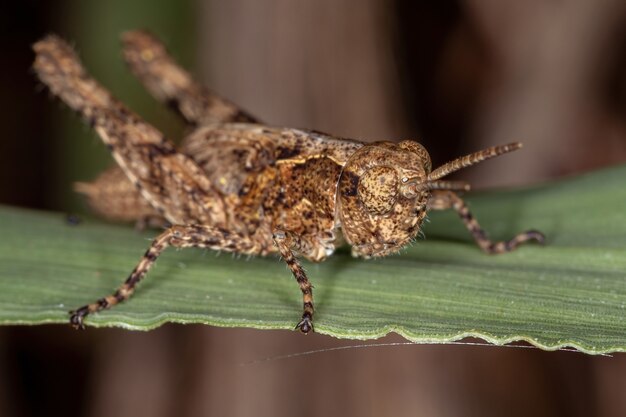 Nimf van de korthoornige sprinkhaan van de familie Acrididae