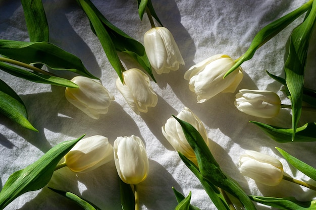 Nine white tulips on a white sheet in the sun