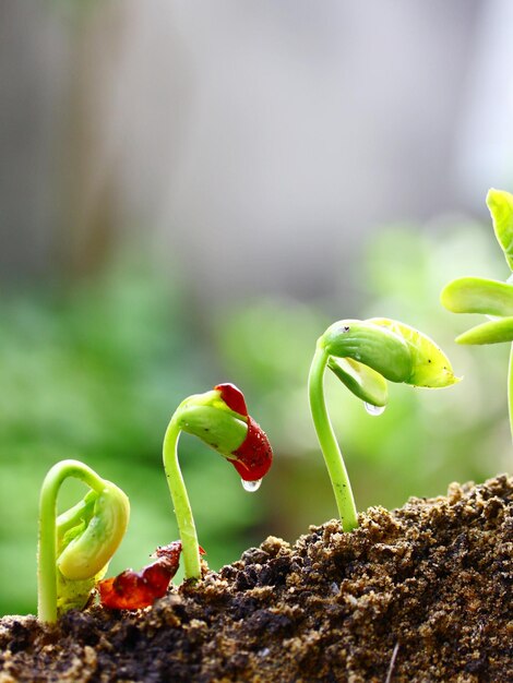 人間なし ぼやけた ぼやけた背景 現実的な植物