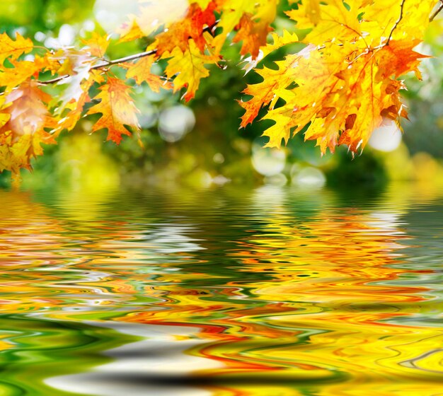 No humans blurry leaf scenery autumn leaves outdoors autumn tree depth of field reflection