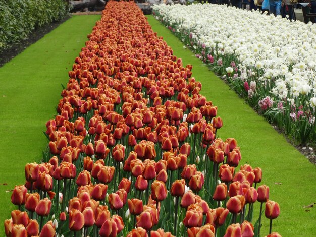 Foto nessun essere umano fiore all'aperto campo paesaggio erba foto di sfondo giorno