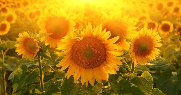 No humans flower sunflower scenery blurry outdoors field still life yellow flower depth of field flower field leaf