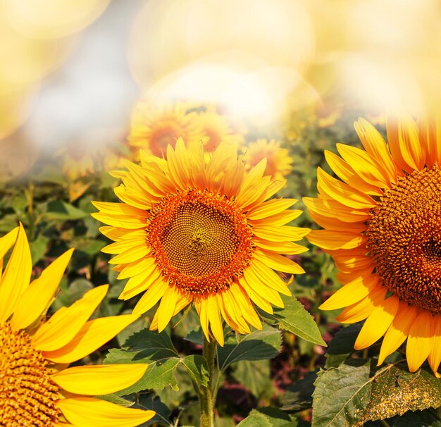 No humans flower sunflower still life blurry lens flare outdoors scenery