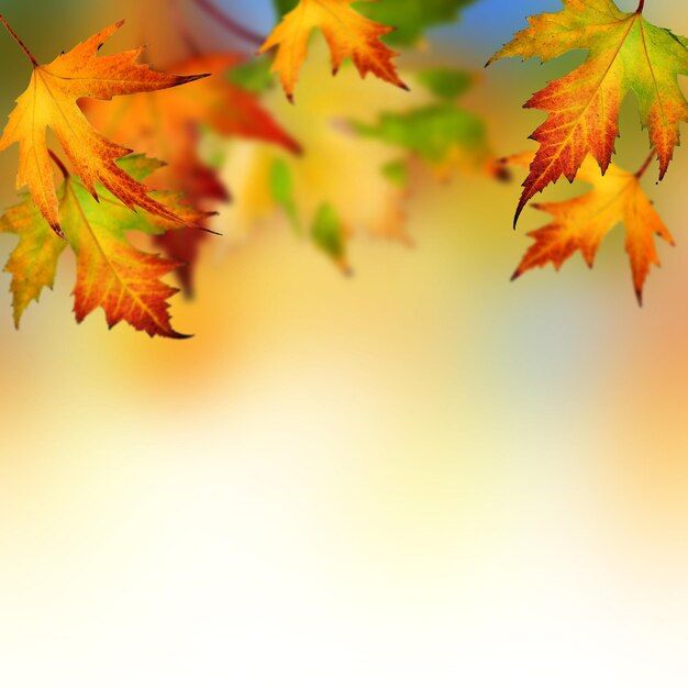 No humans leaf blurry autumn autumn leaves depth of field maple leaf gradient gradient background blurry background