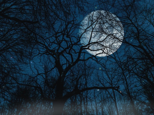 Foto nessun uomo notte luna paesaggio di alberi cielo albero nudo cielo notturno all'aperto