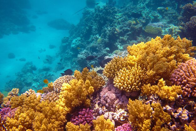 No humans scenery coral underwater