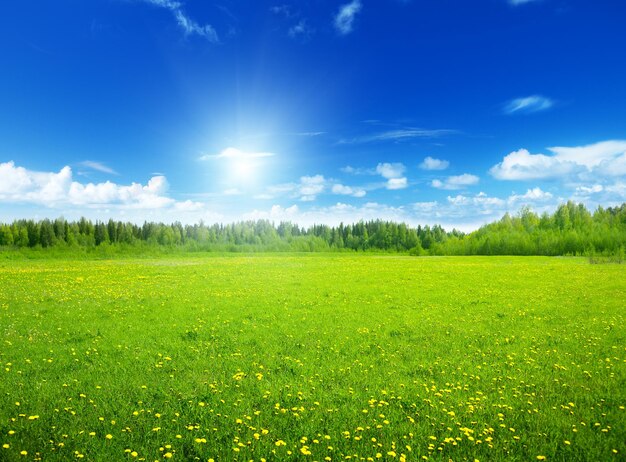 No humans scenery outdoors sky cloud day field flower blue sky nature tree yellow flower flower field forest grass