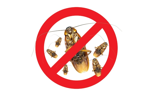 No More Group Cockroach icon ,Sign and dead of a cockroach,Isolated on a white background