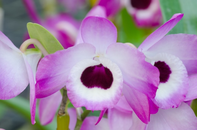 Nobile orchid