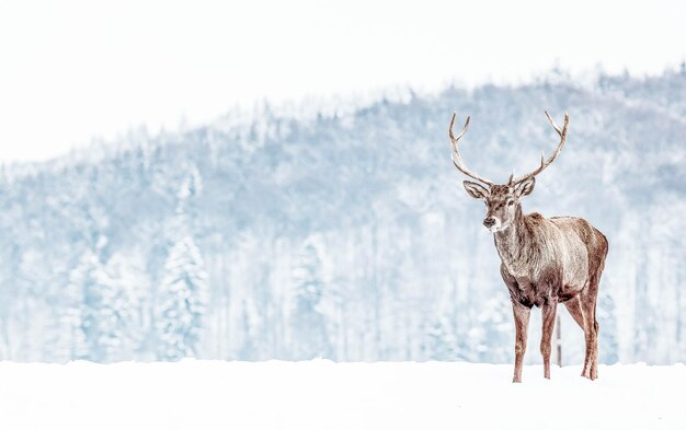 Foto maschio di cervo nobile nella neve invernale